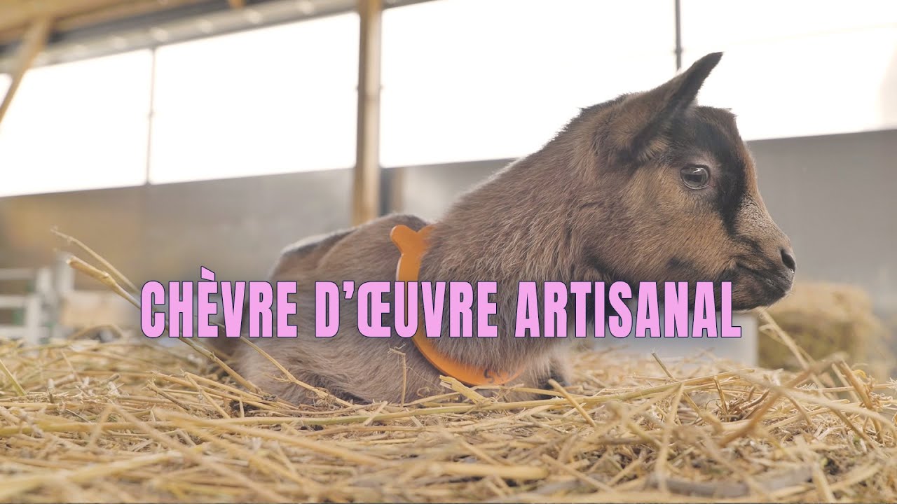Chèvre d'œuvre artisanal : la chèvrerie de Chaunay