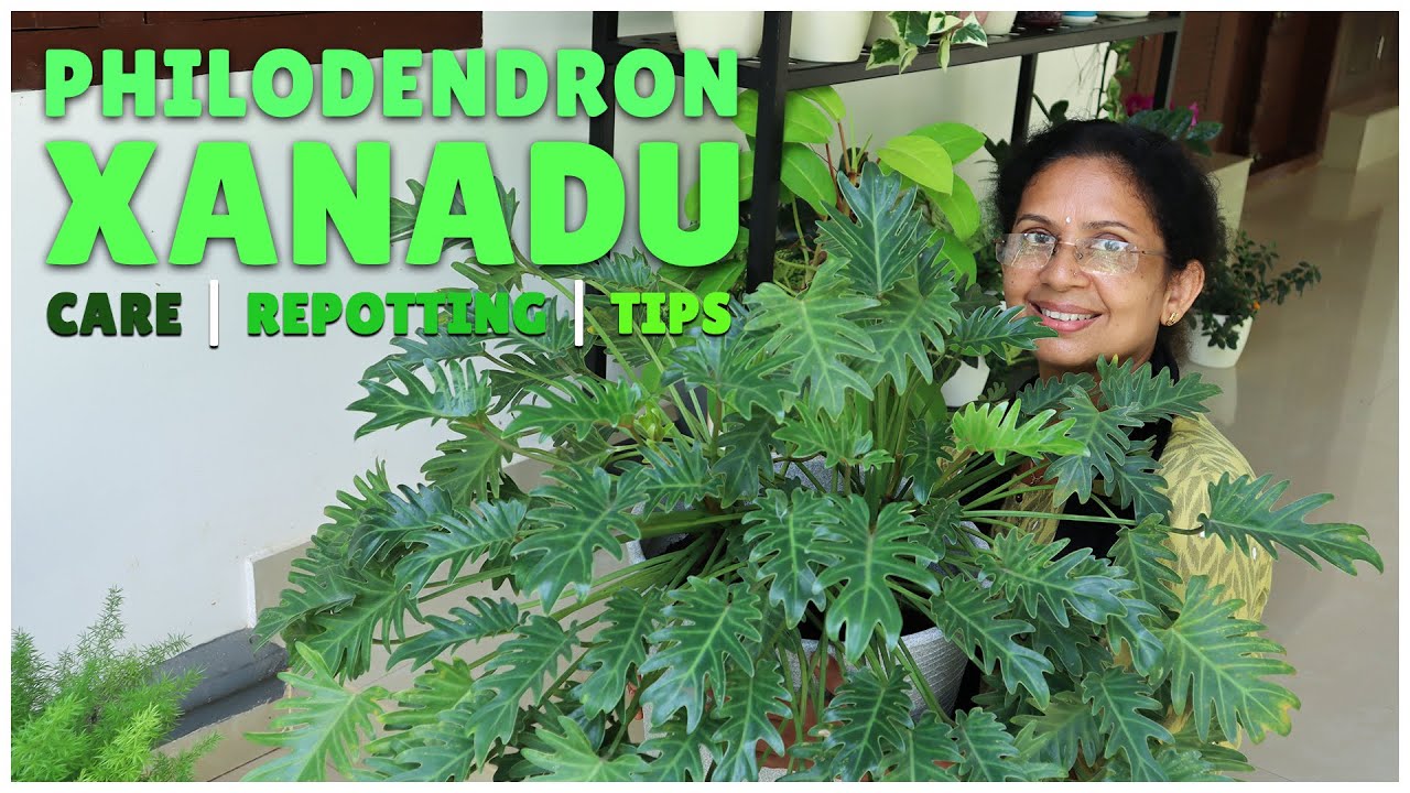 Philodendron Xanadu | Care, Repotting, and Tips!
