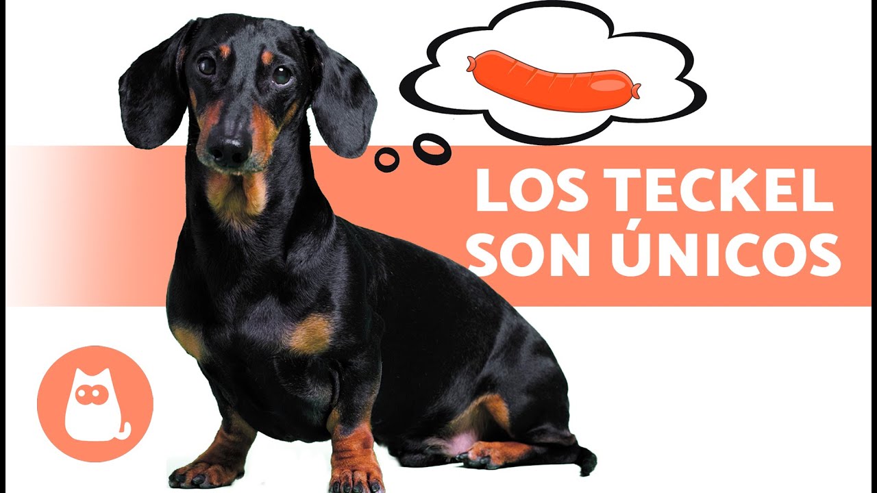 10 COSAS que solo ENTENDER&Aacute;S si tienes un PERRO SALCHICHA 🐶❤️