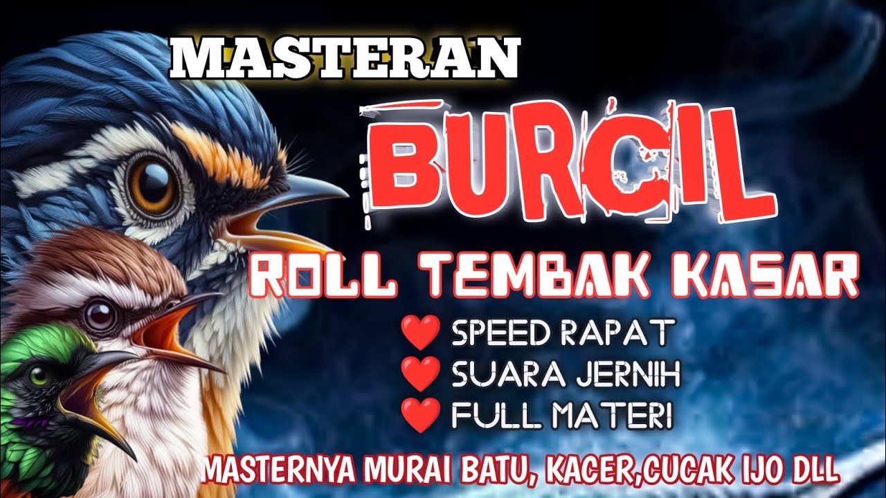 2 jam masteran BURCIL ROLL TEMBAK KASAR segudang materi masternya burung Lomba