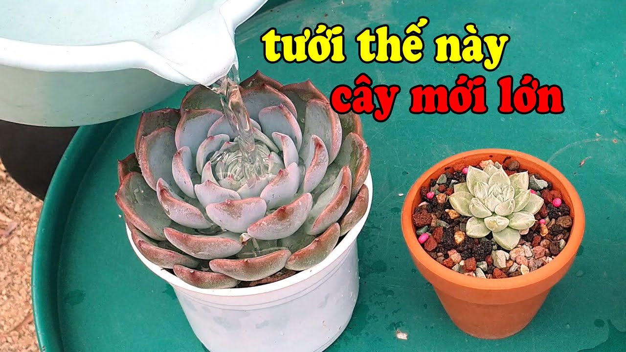 MUỐN SEN ĐÁ LỚN NHANH THÌ PHẢI TƯỚI NƯỚC KIỂU NÀY