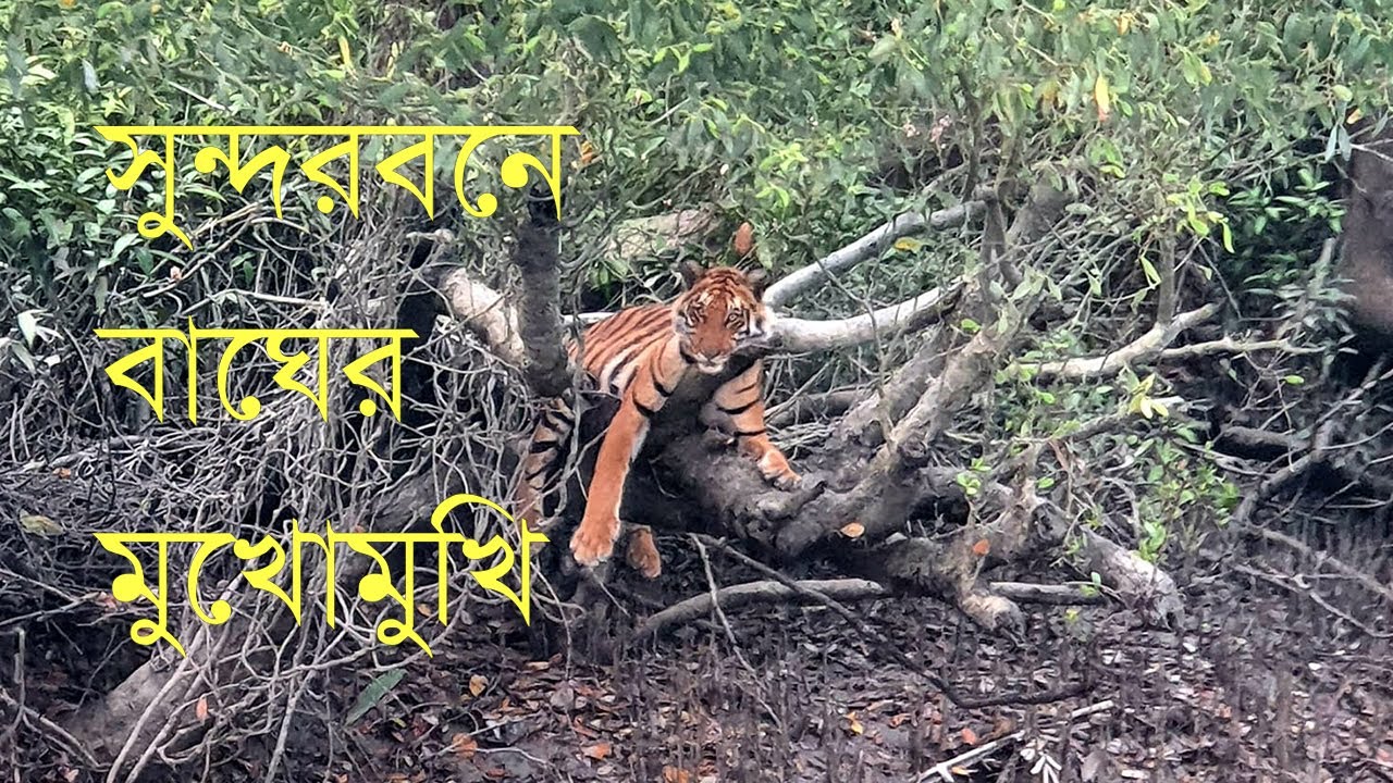 Live watch  Bengal tiger in the Sundarbans |Bangladesh| বাঘের মুখোমুখি সুন্দরবন বাংলাদেশ!