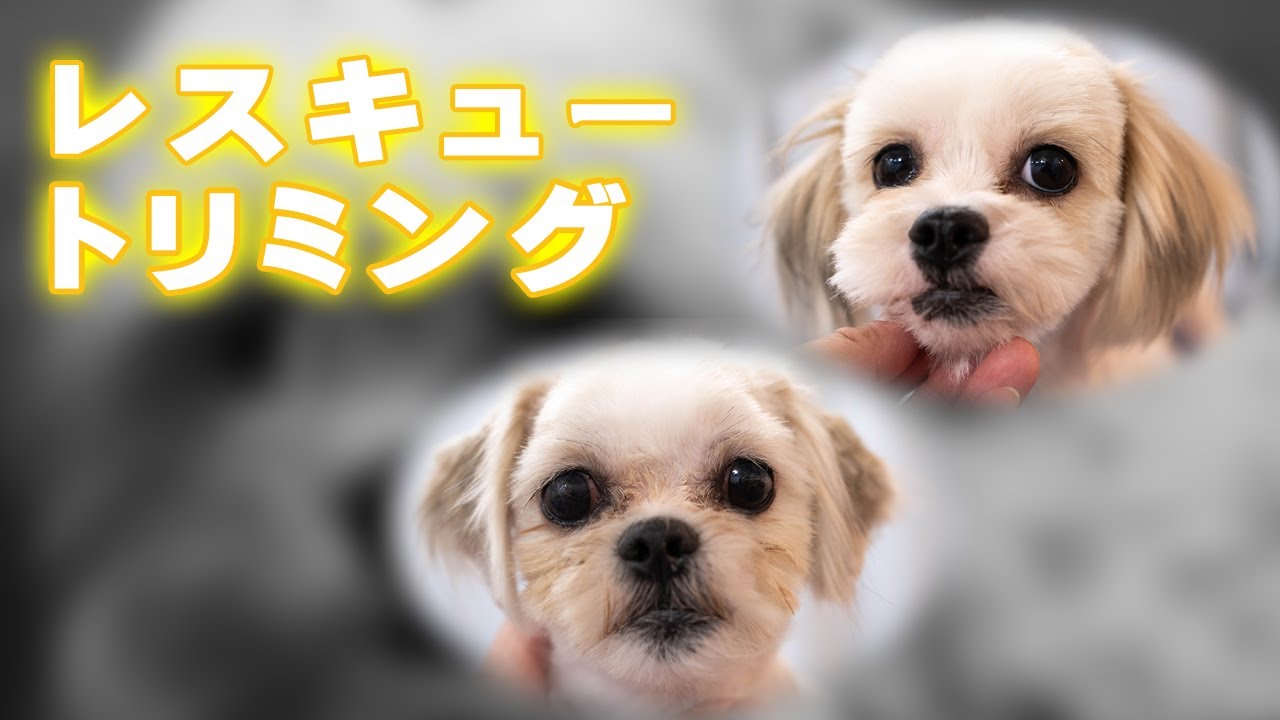 【保護犬】シーズーMIXレスキュートリミング