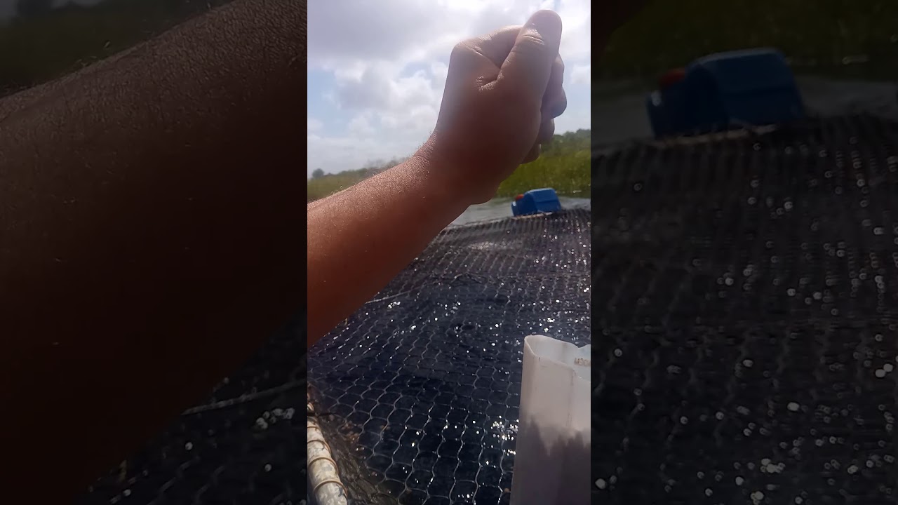 Tanque rede com til&aacute;pia.