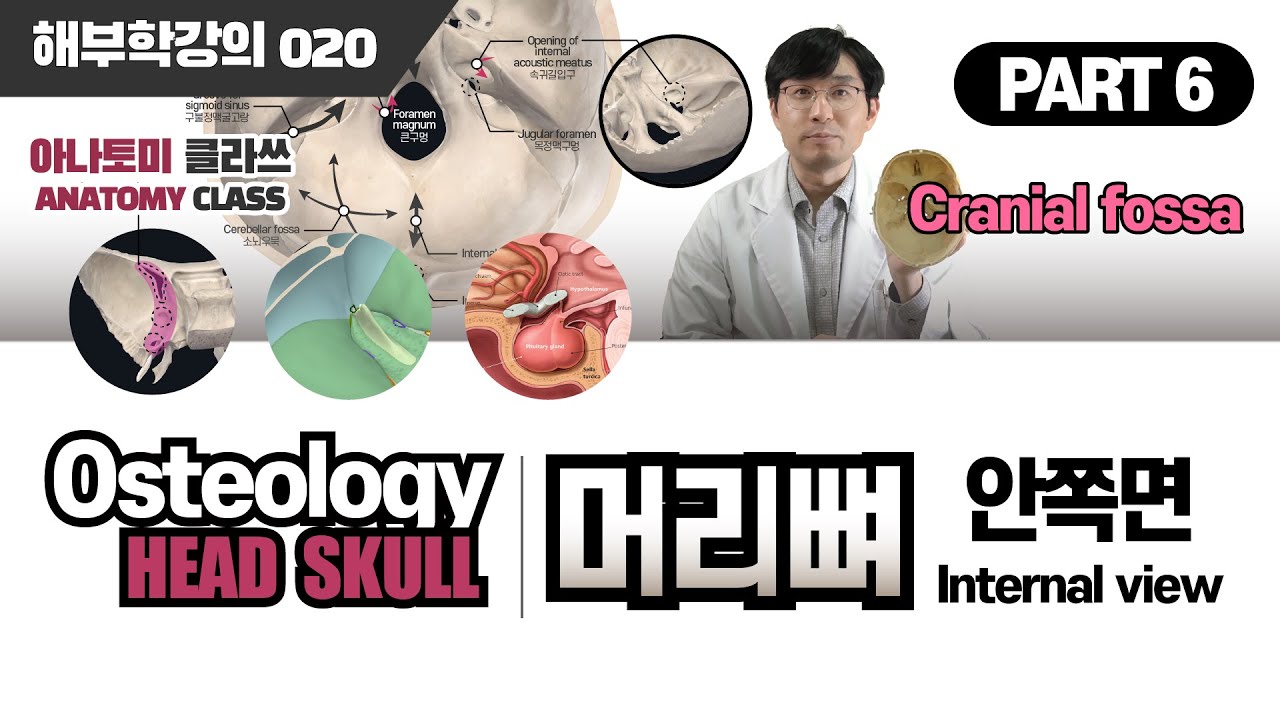 [해부학] Internal view of skull(머리뼈 안쪽면) / Cranial fossa(뇌머리우묵) 골학 머리뼈(SKULL) PART 6 아나토미 클라쓰 020