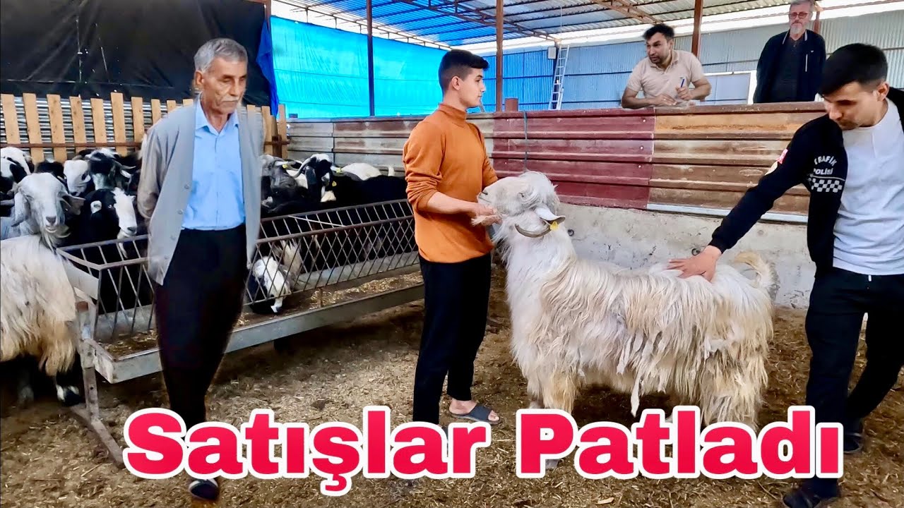 2025 KURBANLIK SATIŞI HIZLA DEVAM EDİYOR  !!! Osmaniye