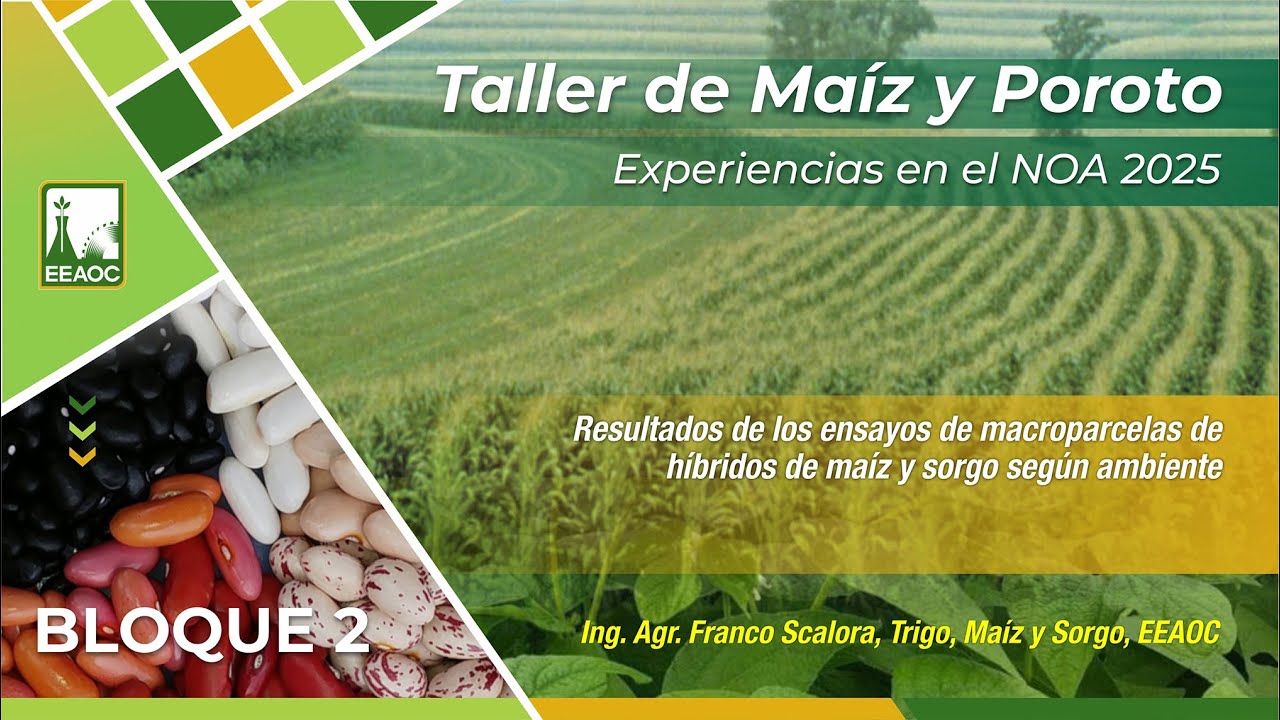 5-Resultado de los ensayos de macroparcelas de maíz y sorgo. Franco Scalora.