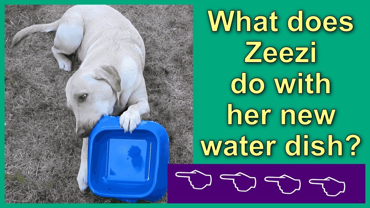 Does Zeezi think the water dish is a toy?
