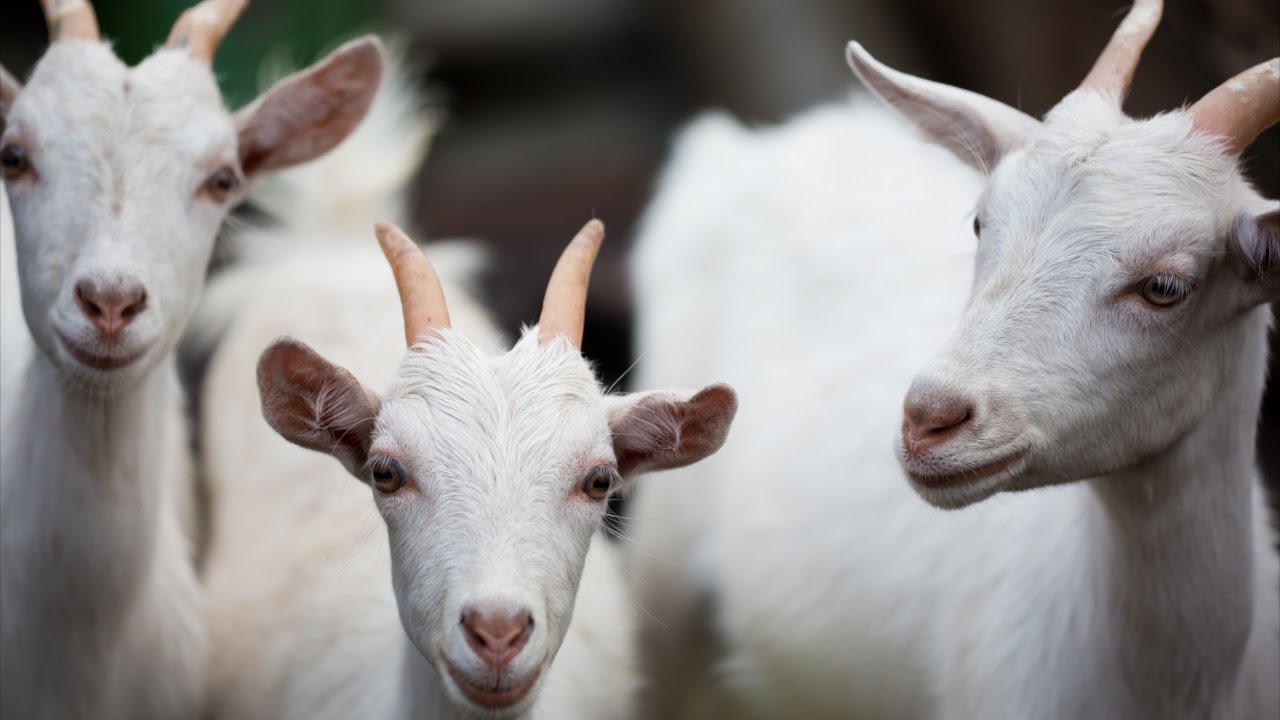 Fase de Cria de Cabras Leiteiras: Manejo - Curso CPT