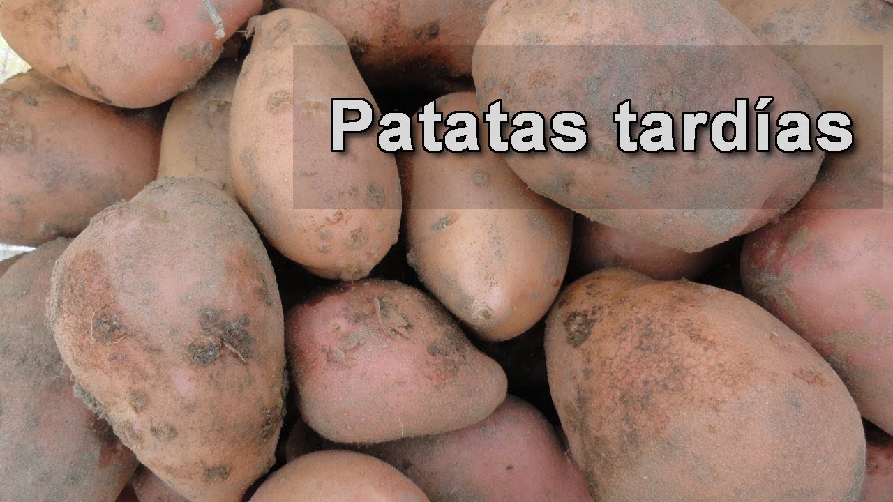 Cómo cultivar patatas tardías.