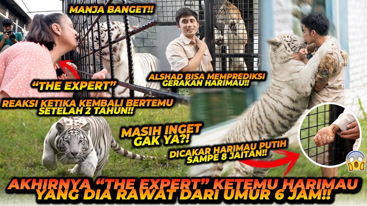 DIRAWAT DARI UMUR 6 JAM ! BEGINI REAKSI HARIMAU PUTIH KE PERAWATNYA SETELAH TIDAK BERTEMU 2 TAHUN !