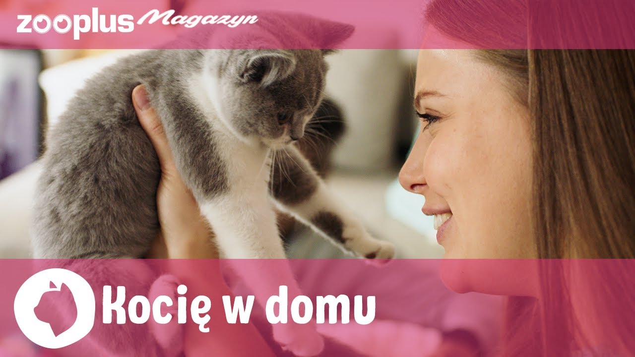 Kocię w domu: Porady dotyczące wprowadzania, karmienia i prawidłowego wychowania kociąt | zooplus.pl