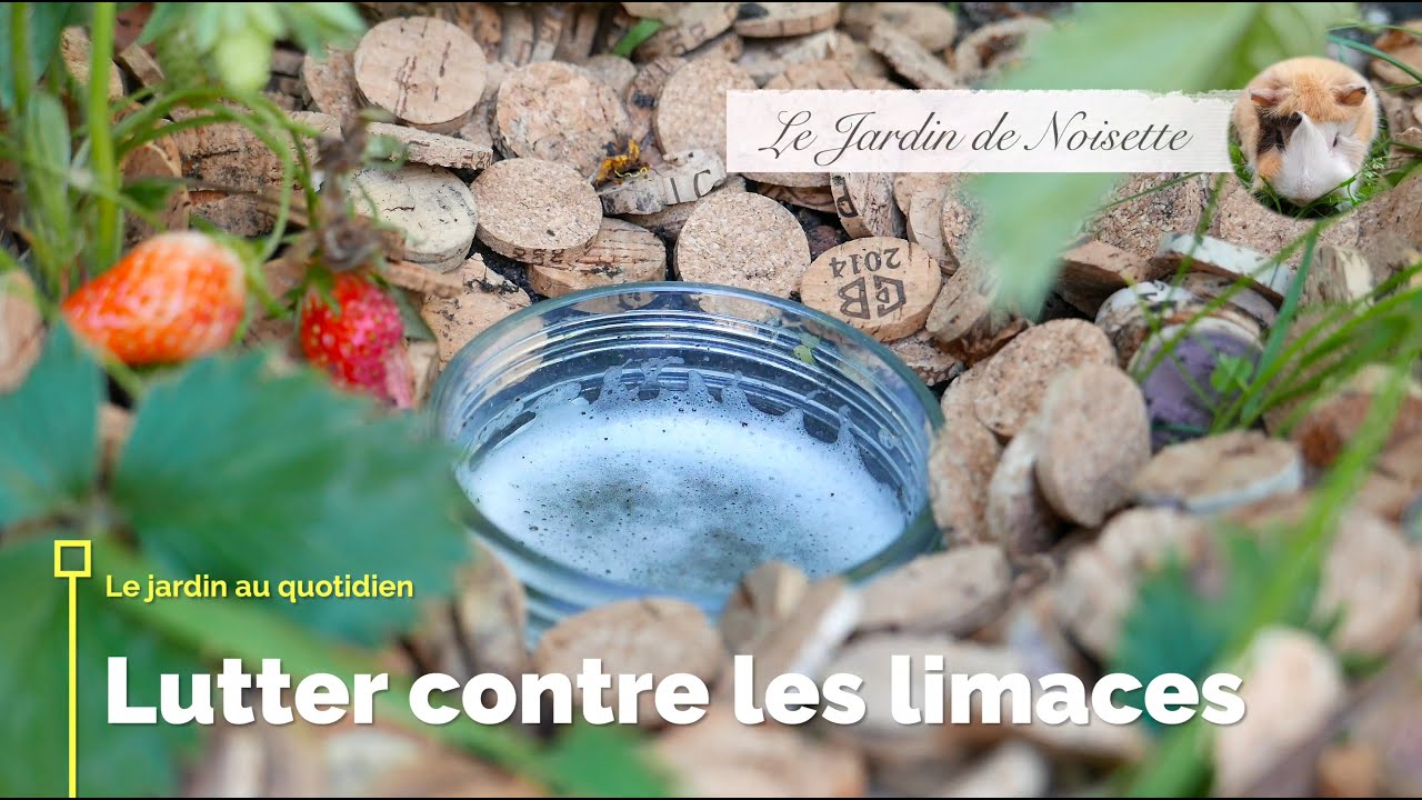 Jardin au quotidien -  lutter contre les limaces : la bière