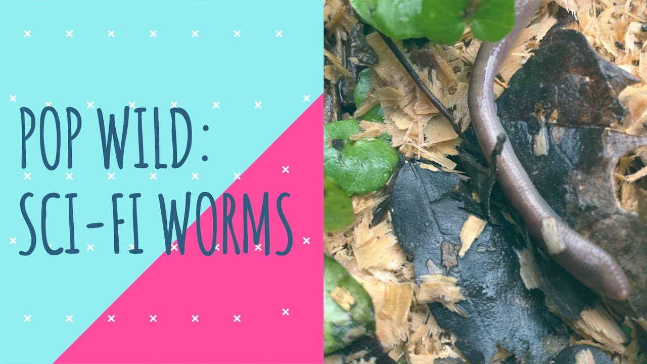Is there any truth behind sci-fi sandworms?