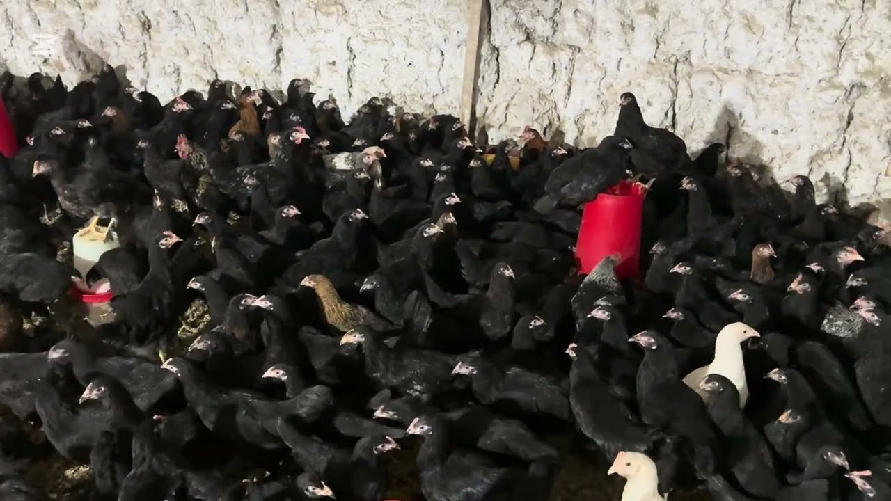 АНДИЖОН КОРА ЖОЖАЛАР СОТИЛАДИ ШОШИЛАМИЗ ГАРАТЙАЛИК ЖОЖАЛАР