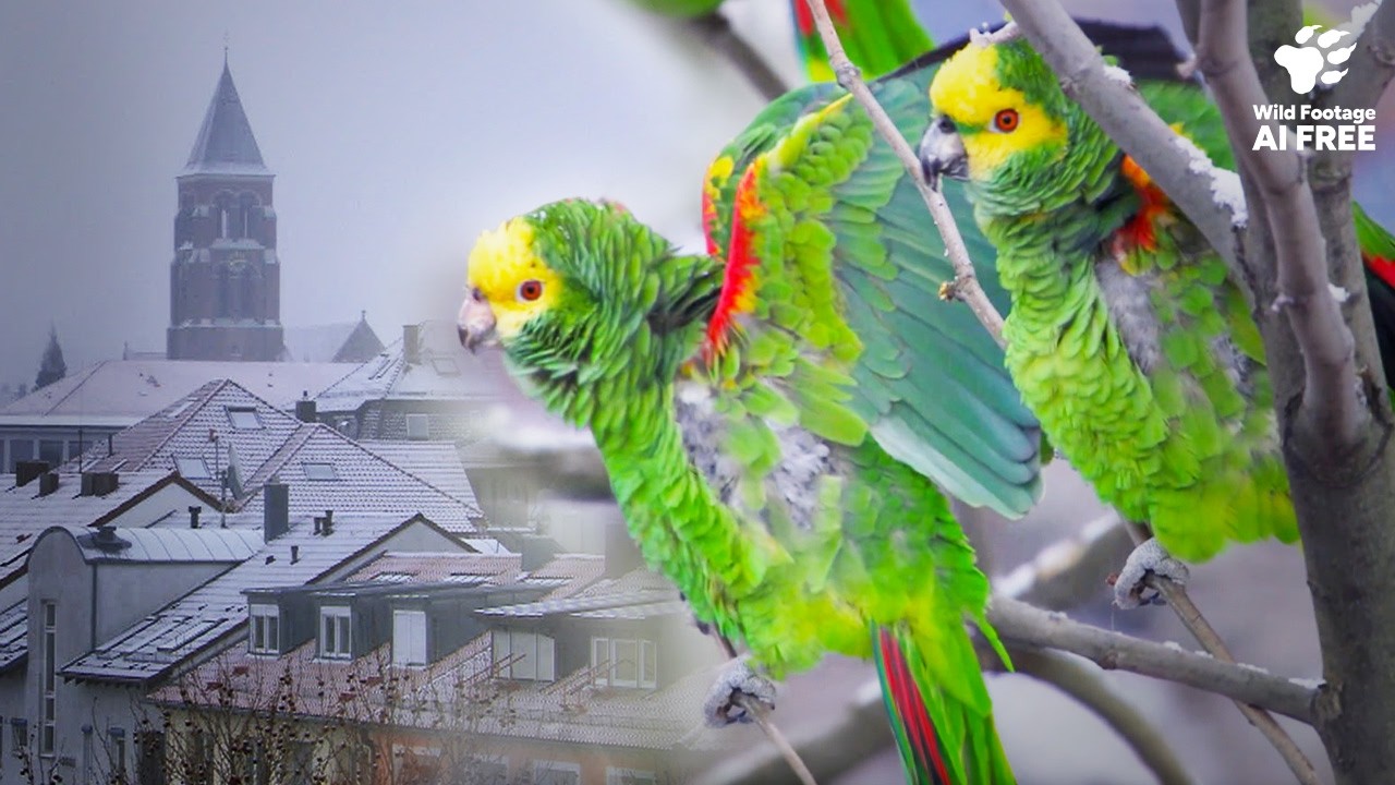 How These Amazon Parrots Ended Up in Snowy Germany | Wild to Know