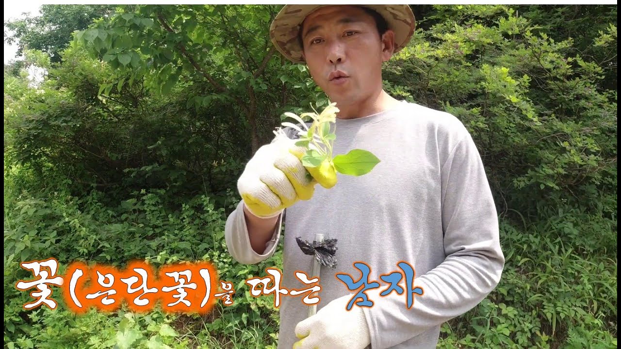 꽃을 따는 남자! 몸에 좋은 