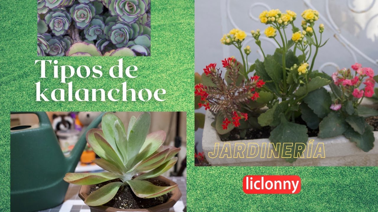 #Jardinería. Kalanchoe con flor, sus otras variedades y cómo trasplantarlo. liclonny