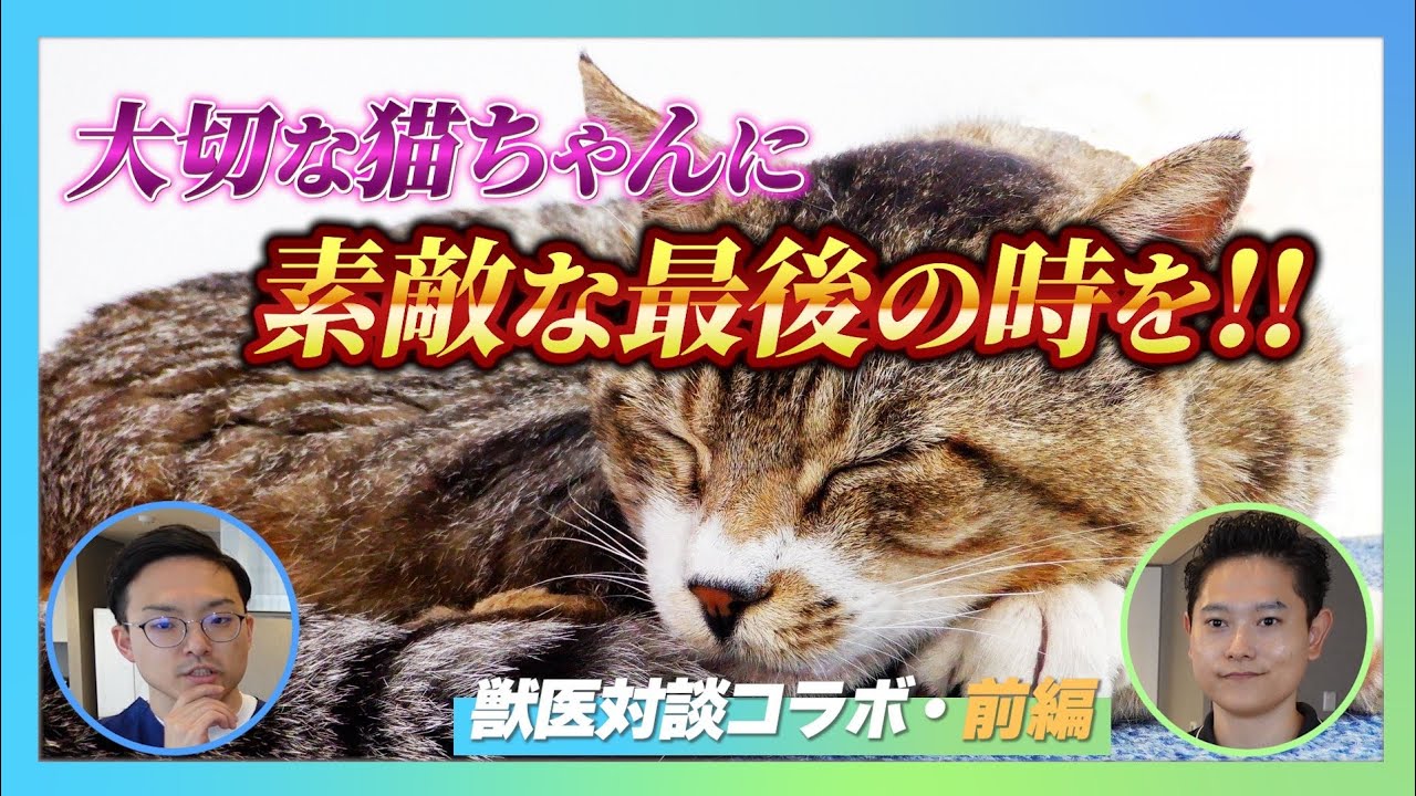 【獣医推奨】愛猫の最後の時間をどう支えるかを解説