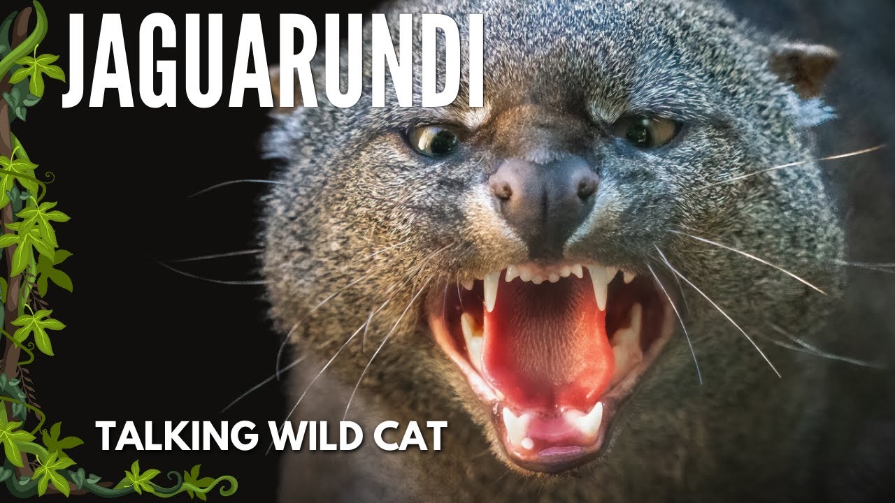 Jaguarundi