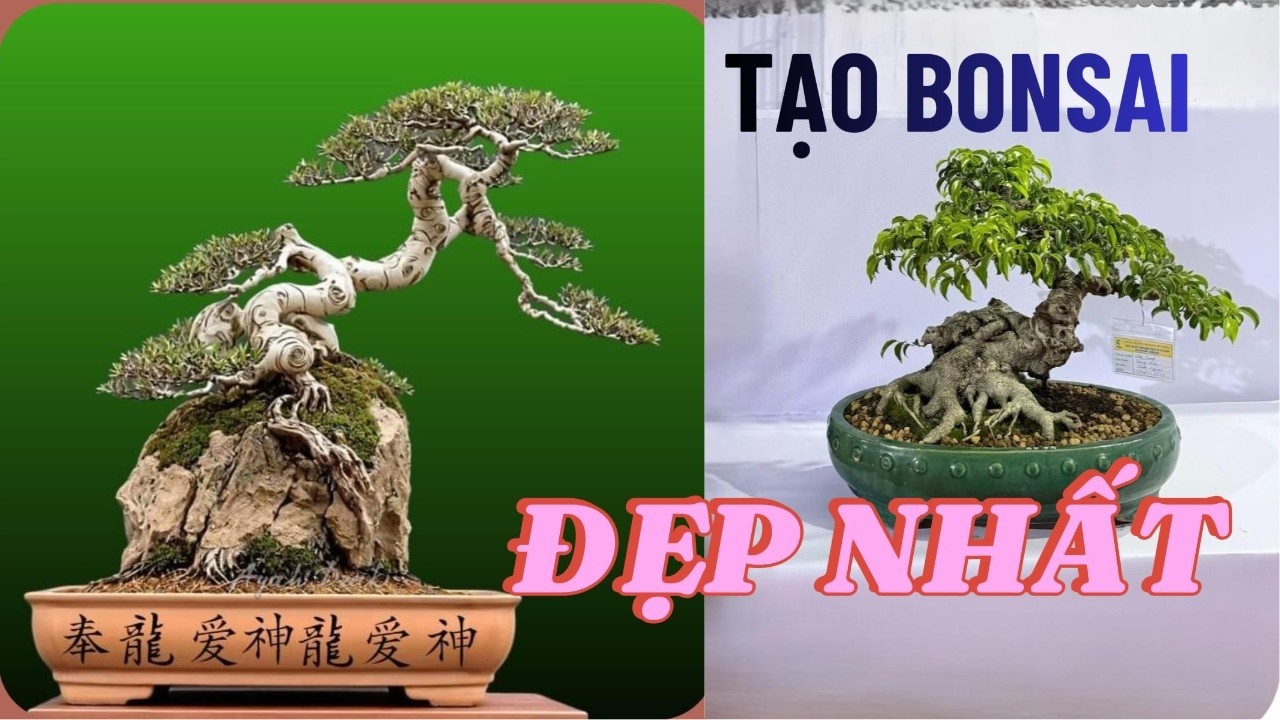 “Tạo Bonsai Đẹp Nhất: Phong Cách & Dáng Thế Thống Nhất!””# bonsai, tạo bonsai, bonsai hài hòa