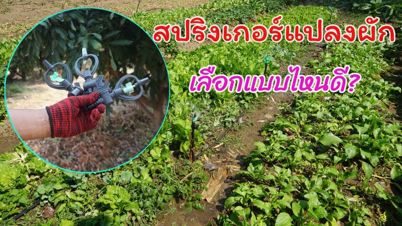 สปริงเกอร์สำหรับแปลงผัก เลือกแบบไหนดี มีคำตอบให้