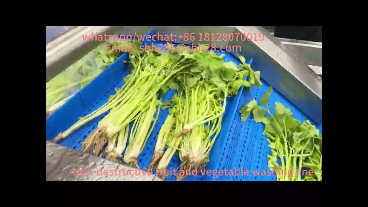 9m air bubble vegetable washing machine ozone fruit cleaning machine parsley cleaning line machinery