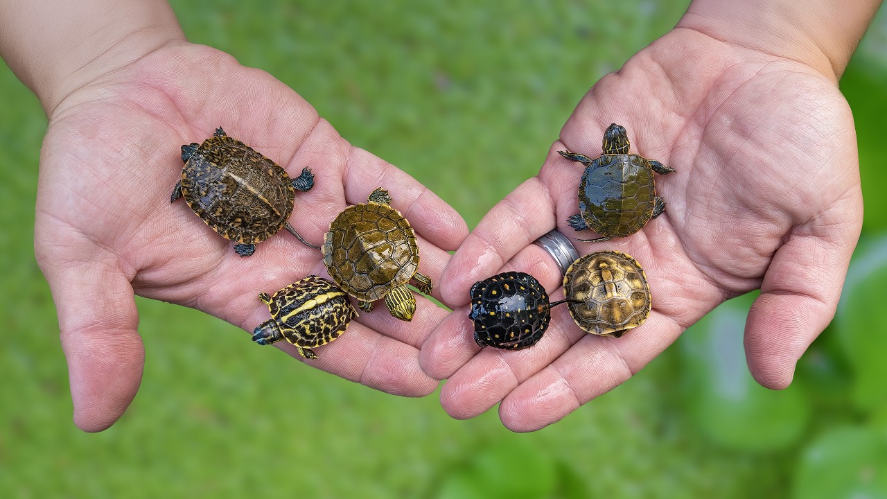 Сезон вылупления черепашек открыт! Garden State Tortoise | Новый пруд для малышей