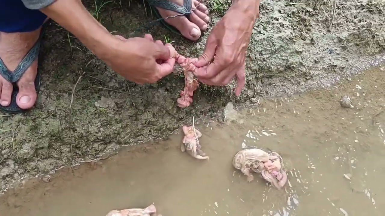 Mancing biawak samping kebun sawit warga part1