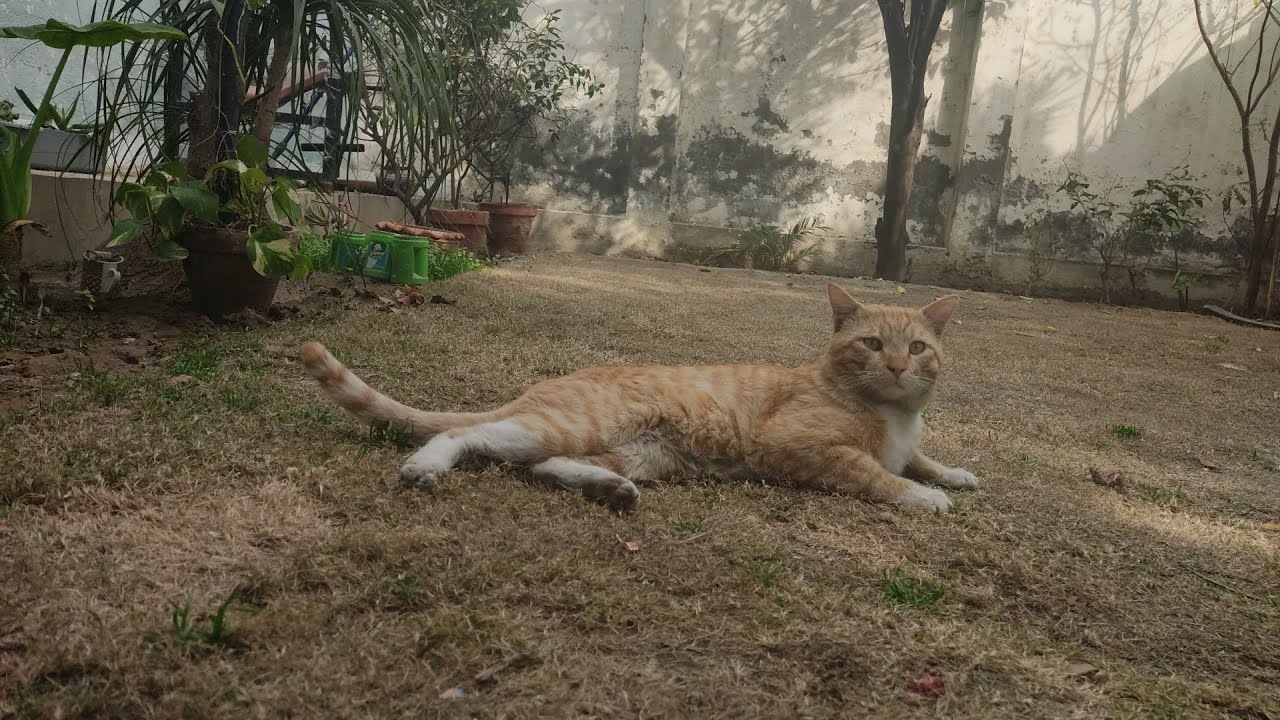 Someone Hit Him Again… Why Are Cats Treated This Way? 💔🐾