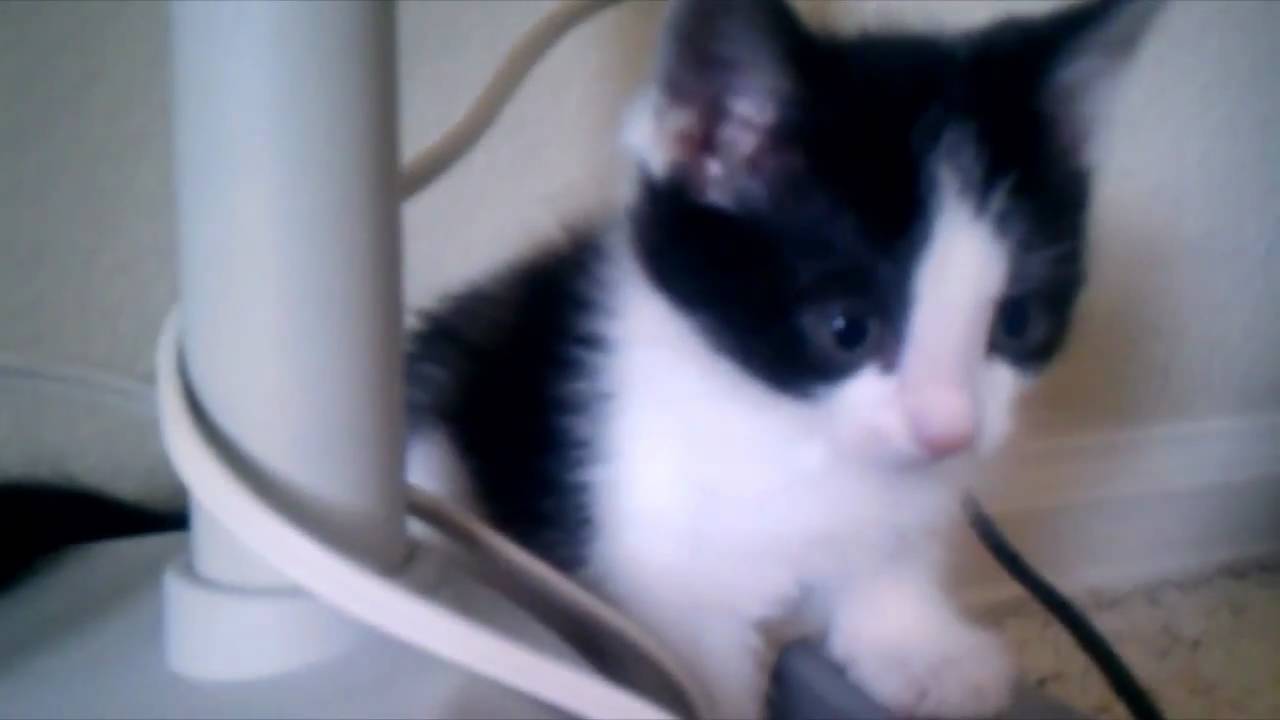 Kootra's Kitten and MLG Setup Revealed!
