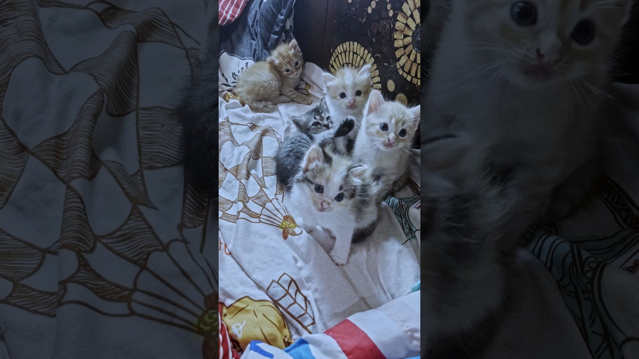 Kitten Activities 🐈 🐱 💕