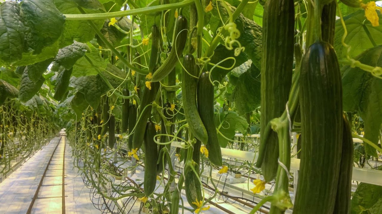 تولید و پرورش خیار گلخانه ای Production and cultivation of greenhouse cucumbers