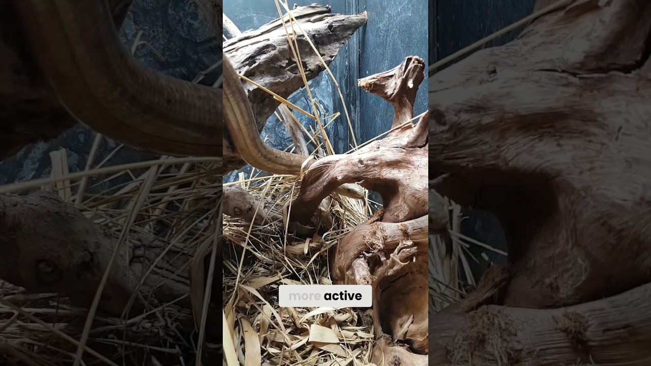 Massive Legless Lizard With INSANE Body Strength