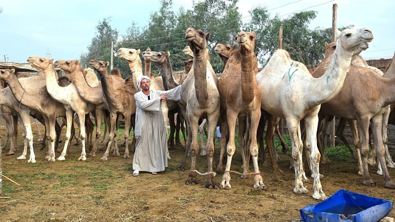 اكبر تاجر جمال في محافظة المنوفية كلها يفتح سوق كامل من الجمال العشر والأنية بلدي ياتحلق يامتلحقش👍👍👍