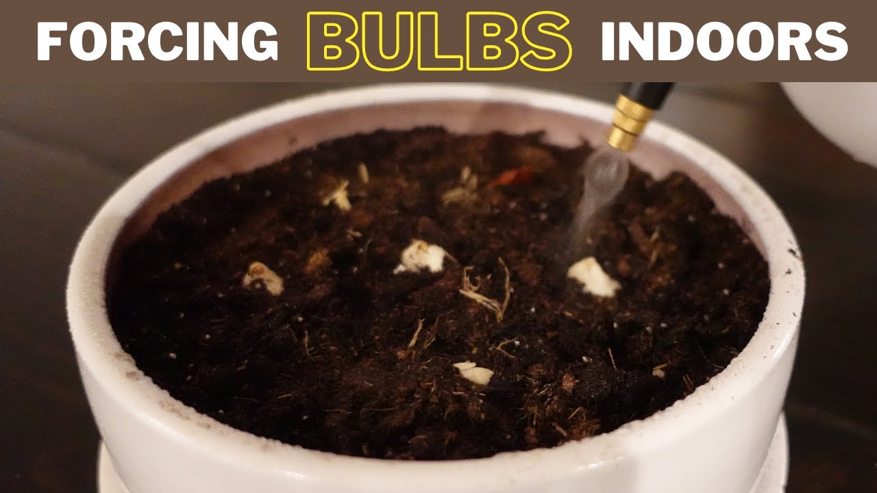 Forcing Tulip Bulbs Indoors: Tulips, Hyacinth, & Daffodils for Beautiful Blooms // TheFlowerFanatic