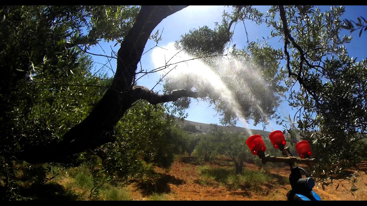 Τρίτος και τέταρτος ψεκασμός στα ελαιόδεντρα 2021