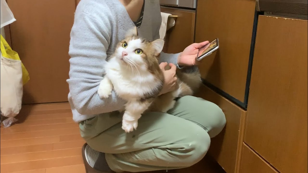 秀吉の猫あるあるを調査してみました