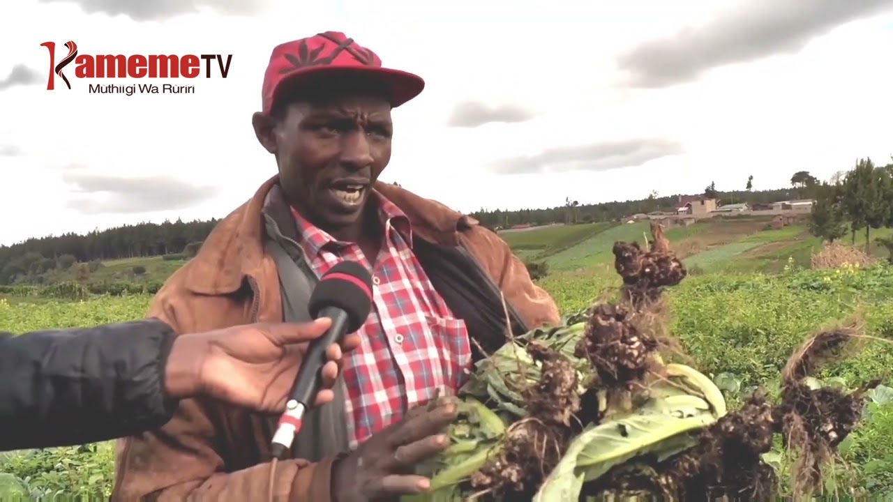 Arimi a kabici mwena wa Kinangobu gutungio hathara ni murimu wa crab root