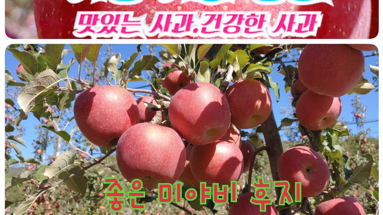 묘목 업자의 실수2탄(오리지널 미야비 후지)