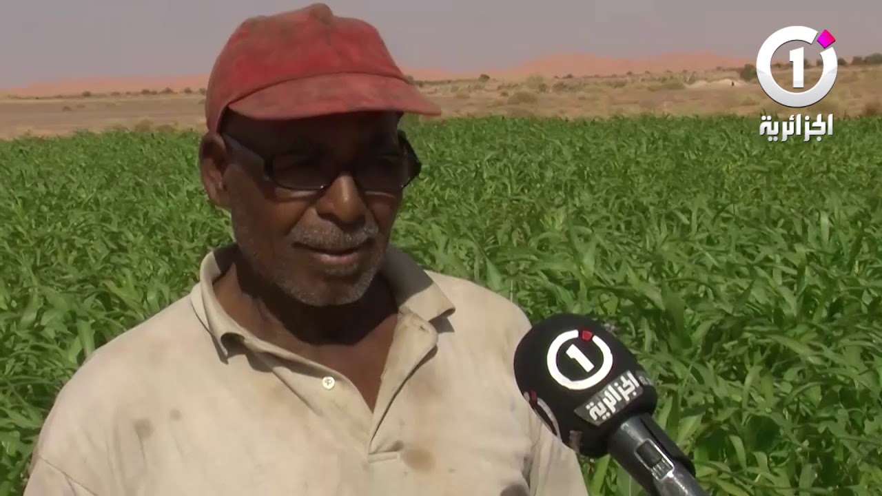 نشرة_الأخبار📺 بشار.. إنعدام الكهرباء مشكل يؤرق الفلاحين ببلدية تبلبالة#