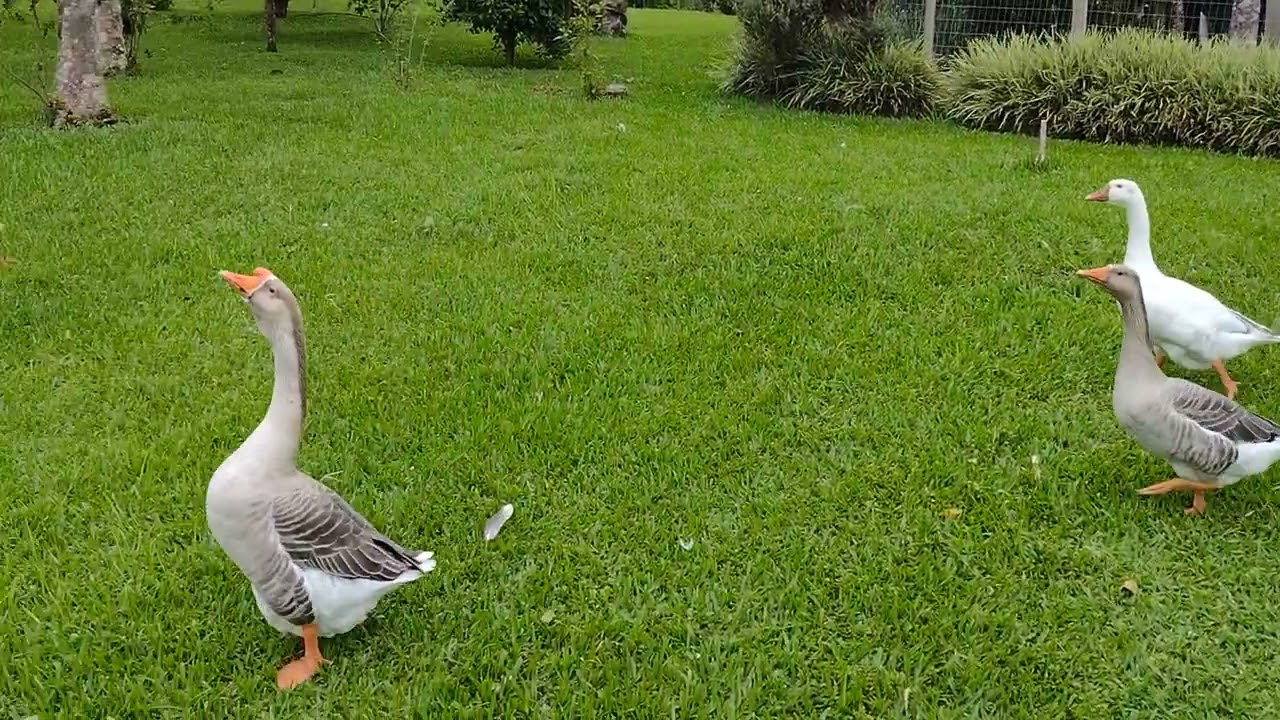 gansos felizes