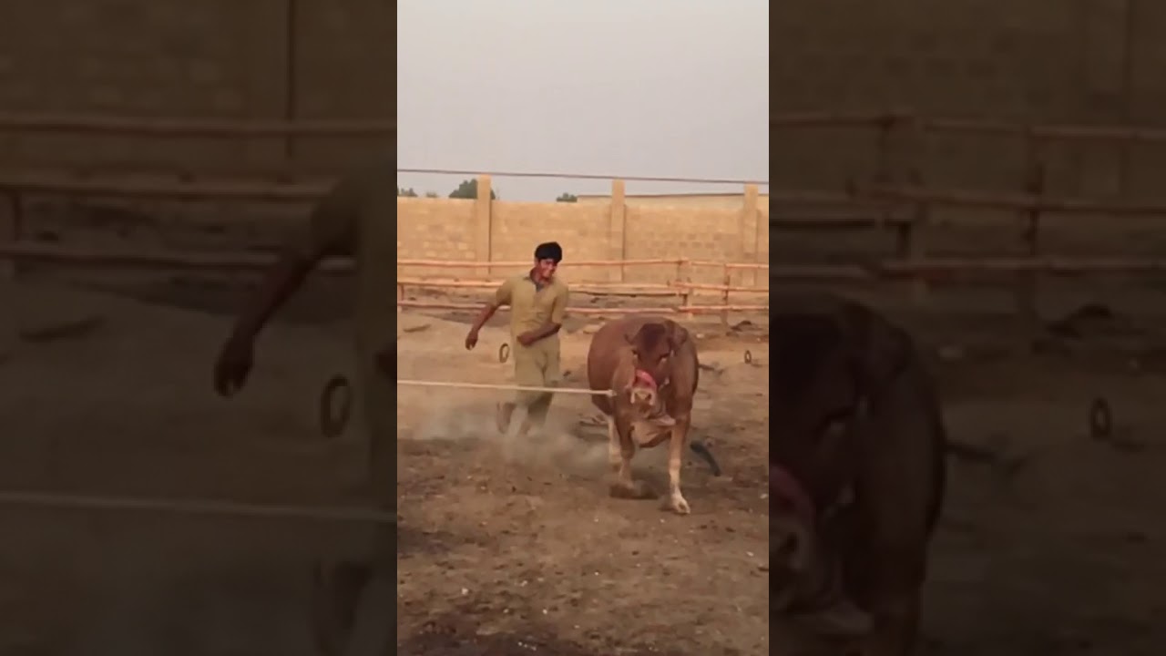 Very Beautiful Runing Bull With Slow Motion | Coming Karachi Mandi 2018