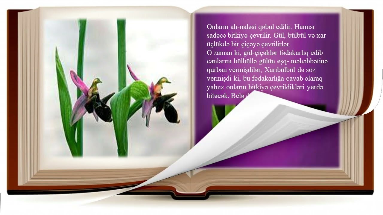 Şuşa/Xarıbülbül çiçəyi