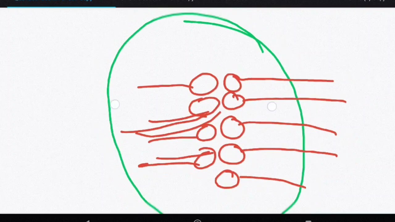 CNS Part 1  Lec 4 | Anatomy