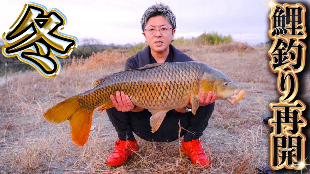 鯉釣り再開！！寒鯉ちゃんが迎えてくれたよ！！