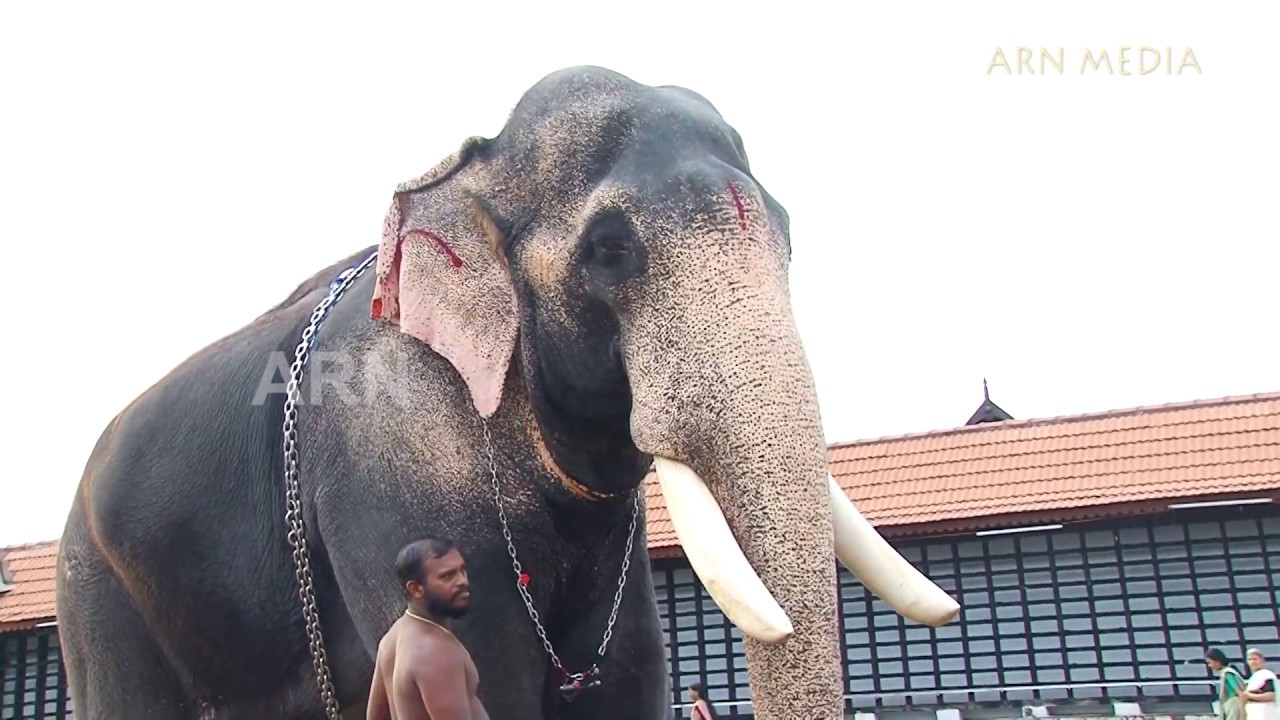 ഒഴിയാനേ..ചന്ദ്രു നമ്മുടെ മുത്താണ്. Thiruvambady Chandrasekharan
