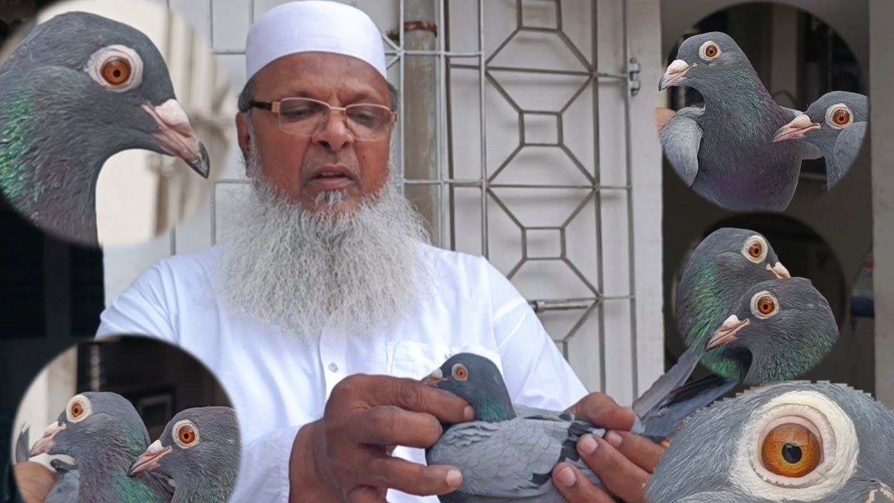 USTAD BABAR SIR GURANTEED PIGEON FOR SALE AT LOW PRICE