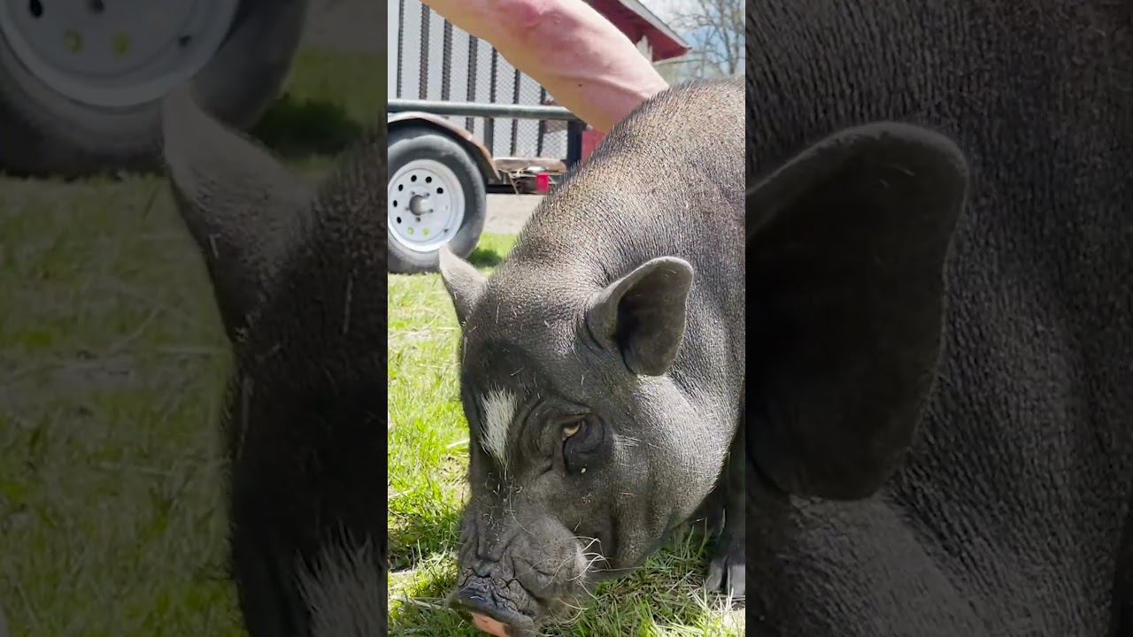 CUTE PIG AT THE CHIROPRACTOR 🐖