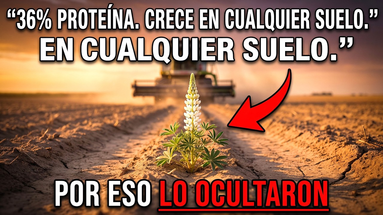 36% De Proteína. Crece En Cualquier Suelo. ¿Por Qué La Industria De La Soya Lo Borró?